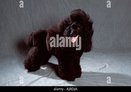 Miniature Poodle black puppy clip ready for show Stock Photo