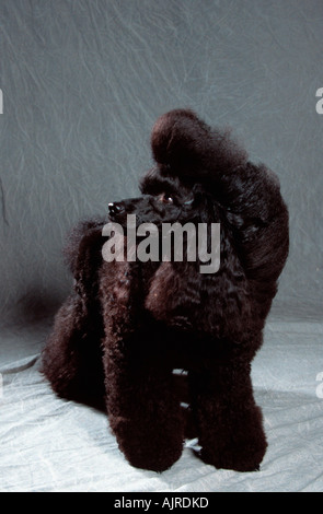 Miniature Poodle black puppy clip ready for show Stock Photo