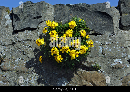 Wallflower on Coastal Wall Cheiranthus allionii Stock Photo