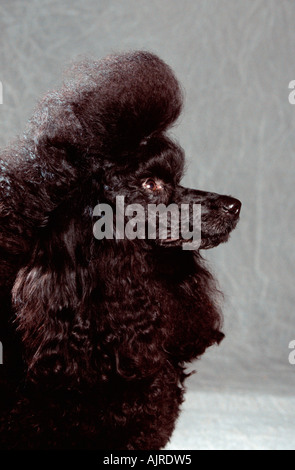 Miniature Poodle black puppy clip ready for show Stock Photo