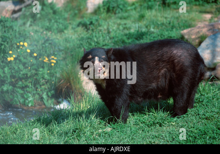 Spectacled Bear Tremarctos ornatus Andean Bear Stock Photo