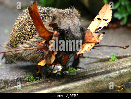 European Hedgehog (Erinaceus europaeus) collecting autumn foliage Stock Photo