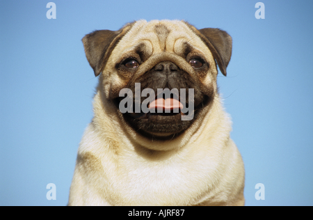 pug dog - portrait Stock Photo