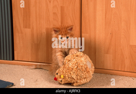 Norwegian Forest Cat kitten 8 weeks Stock Photo