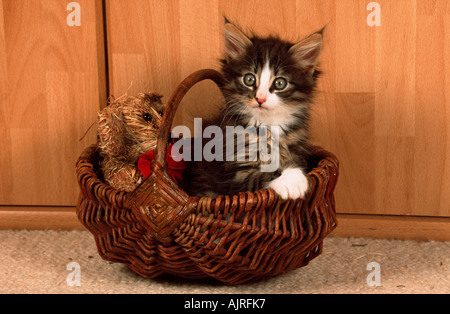 Norwegian Forest Cat kitten 8 weeks Stock Photo
