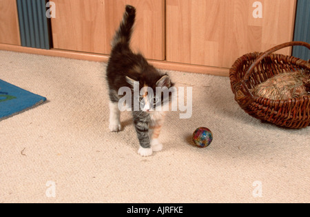 Norwegian Forest Cat kitten 8 weeks Stock Photo