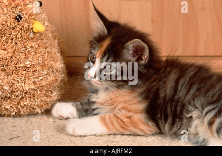 Norwegian Forest Cat kitten 8 weeks Stock Photo