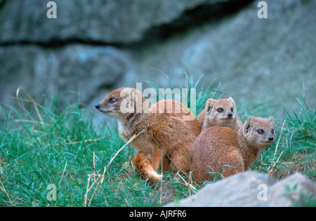 Yellow Mongoose with youngs Cynictis penicillata Stock Photo