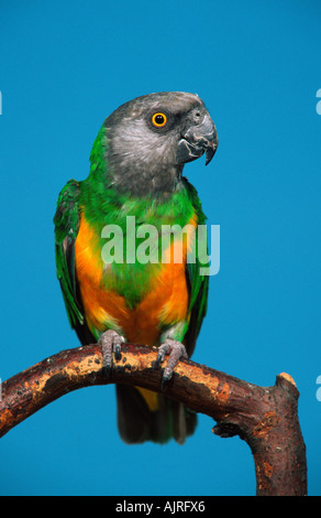 Senegal Parrot Poicephalus senegalus Stock Photo