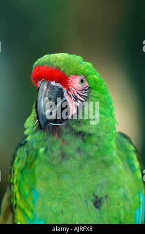 Military Macaw Ara militaris Stock Photo