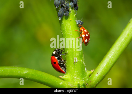 Seven-spotted and cream-spot ladybird feeding on blackfly in garden, Essex Stock Photo