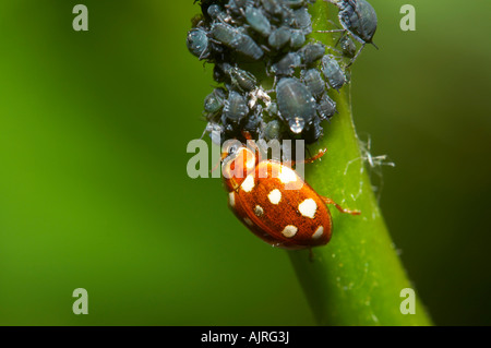 Cream-spot ladybird feeding on blackfly, Essex garden Stock Photo