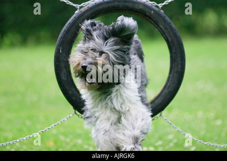 Schapendoes jumping through tyre Agility Stock Photo