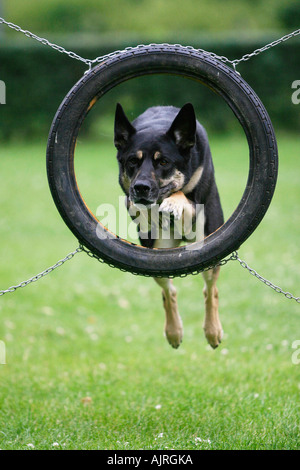 German Shepherd Dog jumping through tyre Agility Stock Photo