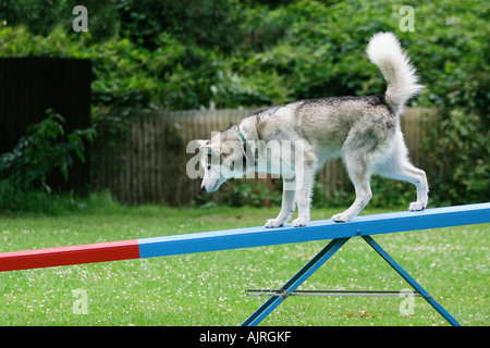 Malamute agility best sale