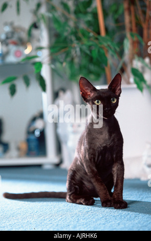 Devon Rex Cat Stock Photo