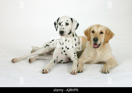 Dalmatian and Golden Retriever Stock Photo