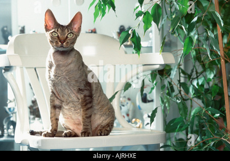 Devon Rex Cat on chair Stock Photo