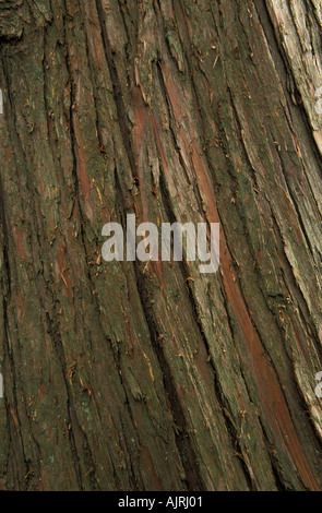 nootka cypress lumber