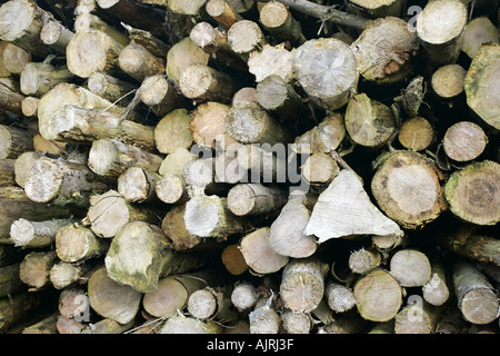 Collection of felled tree logs piled up County Antrim Northern Ireland Stock Photo