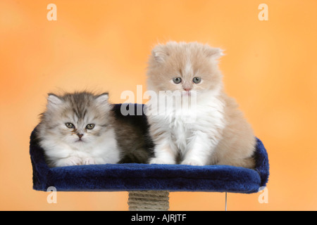 Persian Cats kittens 6 weeks Perserkatzen Kaetzchen 6 Wochen auf Katzenbaum Stock Photo
