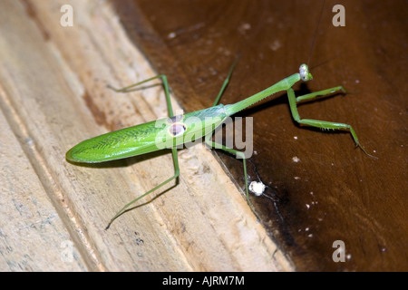 Praying mantis Stagmatoptera sp Mamiraua sustainable development reserve Amazonas Brazil Stock Photo