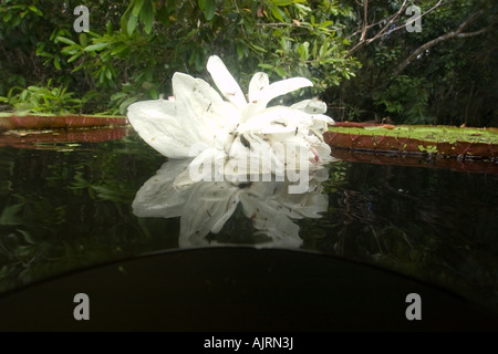 Flower of Victoria regia or waterlily Victoria amazonica is the largest of all lilies Mamiraua Amazonas Brazil Stock Photo