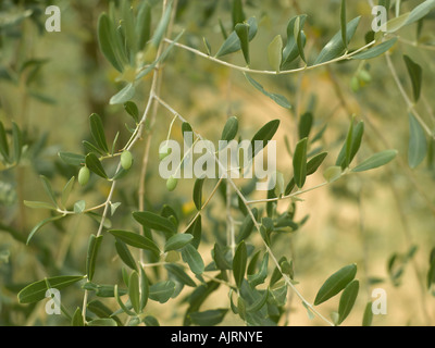 Olive tree with young fruit - high end Hasselblad 61mb digital image Stock Photo