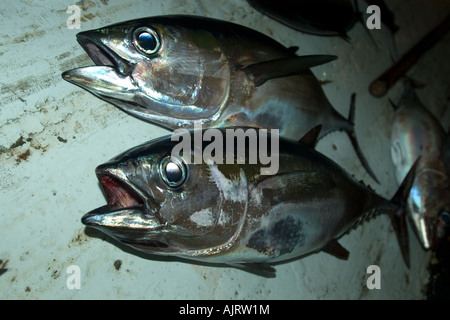 Bigeye tuna Thunnus obesus commercial fisheries St Peter and St Paul s rocks Brazil Atlantic Ocean Stock Photo