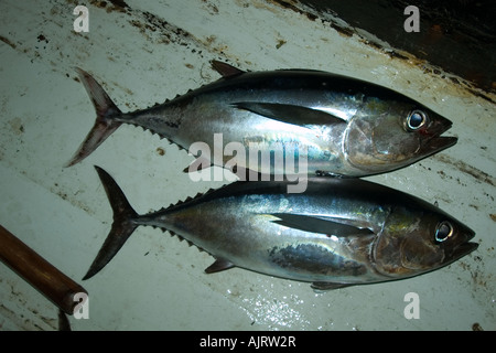 Bigeye tuna Thunnus obesus commercial fisheries St Peter and St Paul s rocks Brazil Atlantic Ocean Stock Photo