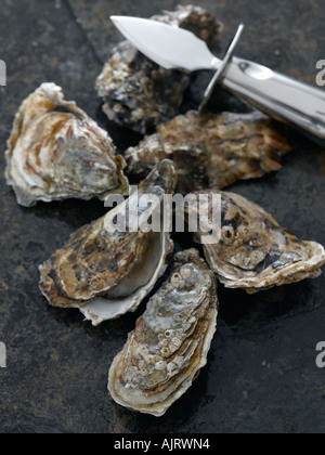 Oysters shot with Hasselblad medium format pro digital Stock Photo