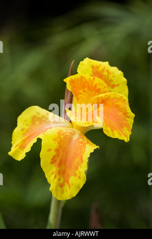 Canna indica. Canna lily flower in India Stock Photo