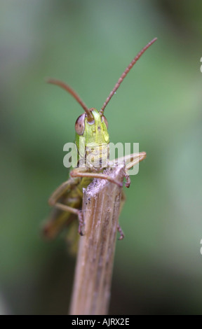 Meadow Grasshopper Chorthippus parallelus resting on a stalk Stock Photo