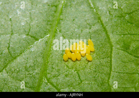 Seven-spotted ladybird eggs on leaf in garden, Essex Stock Photo