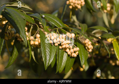 Cotoneaster salicifolius Rothschildianus, evergreen shrub bearing yellow berries Stock Photo