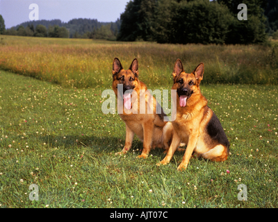 two German Sheperd dogs sitting on meadow Stock Photo