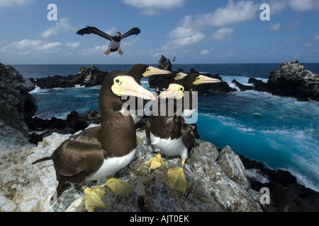 Brown boobies Sula leucogaster and bay St Peter and St Paul s rocks Brazil Atlantic Ocean Stock Photo