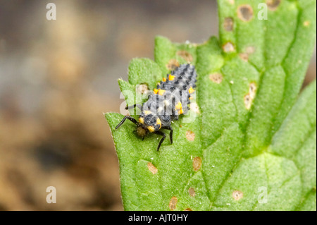 Seven-spotted ladybird larva in garden, Essex Stock Photo