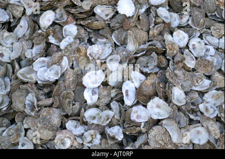 Hundreds of empty Oyster shells Stock Photo