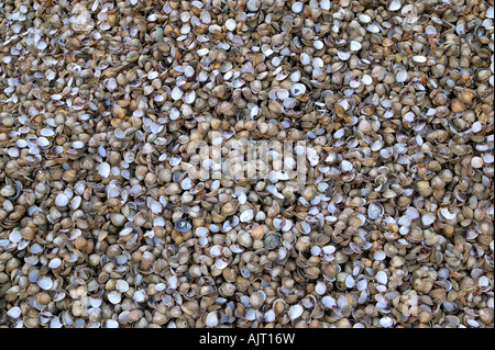 Thousands of sea shells try and count them all Stock Photo