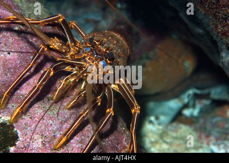 Brown spiny lobster Panulirus echinatus St Peter and St Paul s rocks Brazil Atlantic Ocean Stock Photo