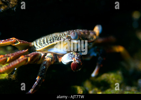 Red rock crab Grapsus grapsus St Peter and St Paul s rocks Brazil Atlantic Ocean