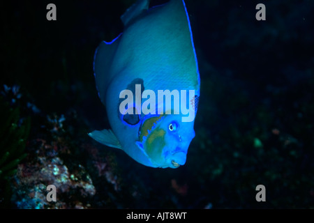 Queen angelfish Holacanthus ciliaris endemic blue morphotype St Peter ...