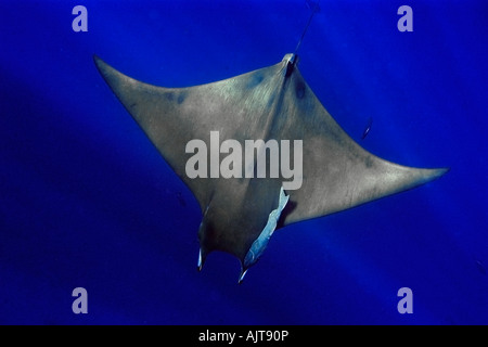 Sicklefin devil mobula ray Mobula tarapacana St Peter and St Paul s rocks Brazil Atlantic Ocean Stock Photo