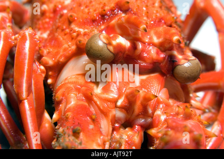 Cooked spiny lobster Panulirus echinatus head detail St Peter and St Paul Rocks Brazil Atlantic Ocean Stock Photo