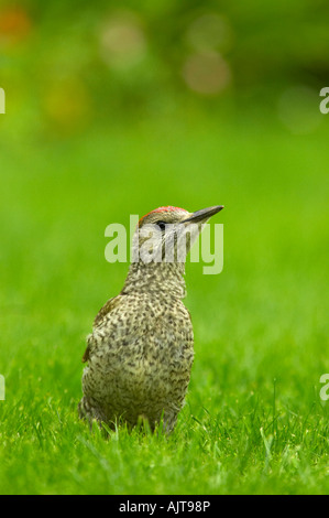 Green Woodpecker, Picus viridis, immature on garden lawn, Essex Stock Photo