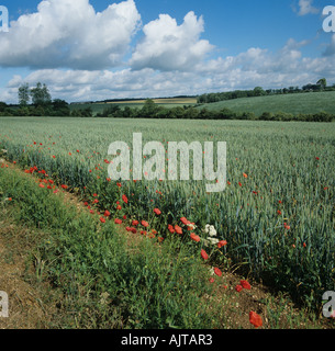 Flowering poppies corn poppies and vegetation along field margin of wheat crop in ear Stock Photo