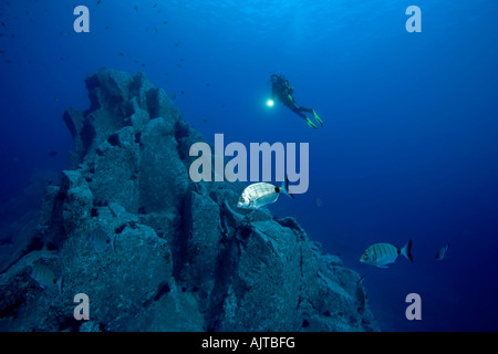 scuba diver and breams Diplodus sargus lineatus Madeira Island Atlantic Portugal Stock Photo