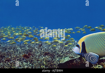 imperator angelfish swimming with juvenile Stock Photo