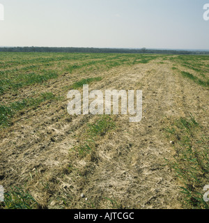 Pink snow mould Michrodochium nivale destroying and overwintering wheat crop after snow Stock Photo